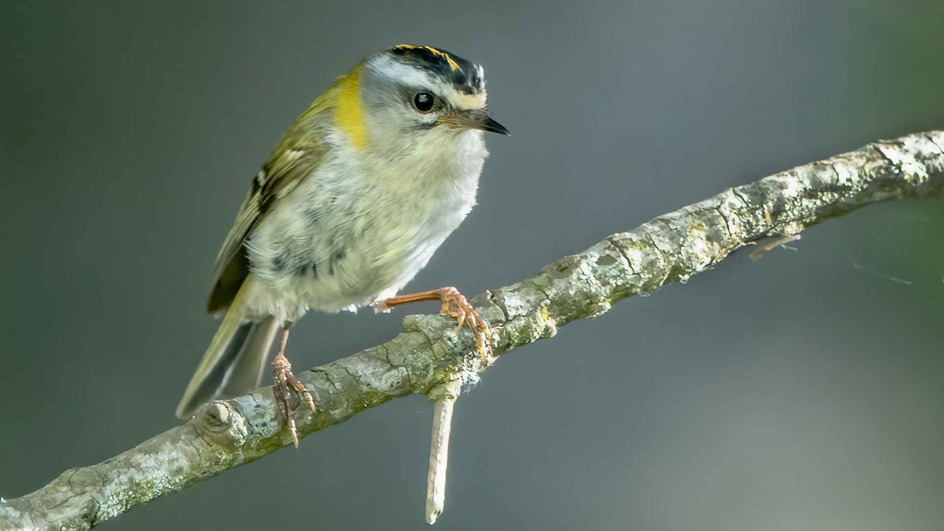 Common Firecrest